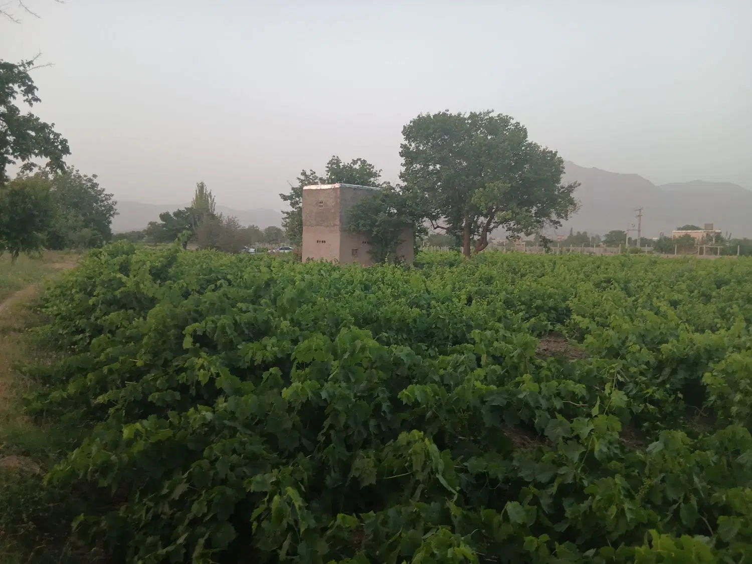 دوجریب باغ می اباد