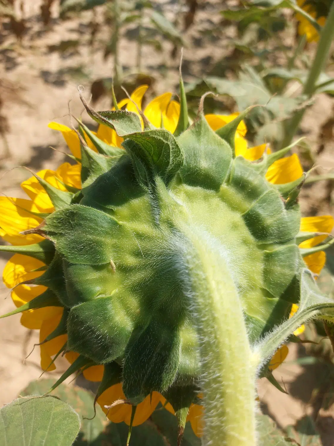زمین زراعی
