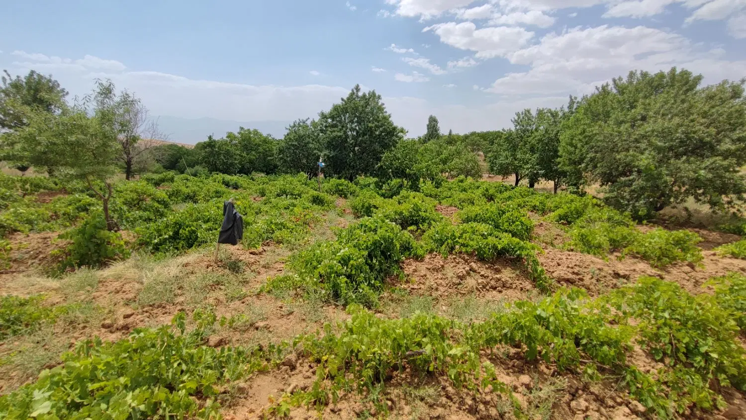 باغ کشاورزی ثمرده