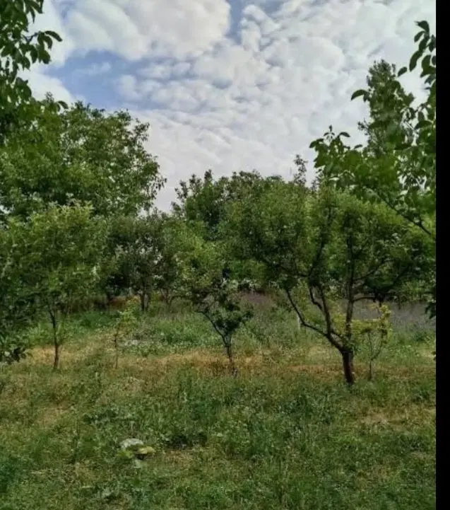 باغ