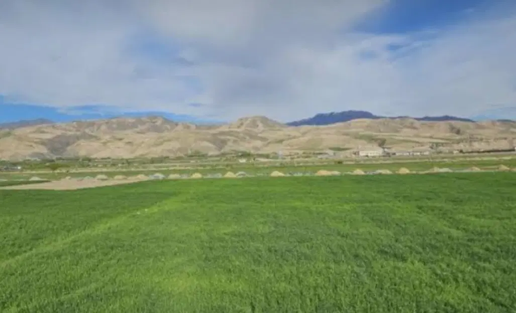 یک قطعه زمین کشاورزی