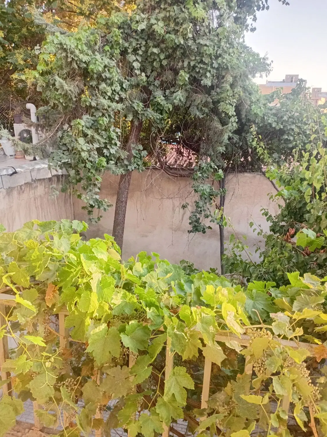 فروش حیاط در ۱۷ شهریور کوچه برق لامع