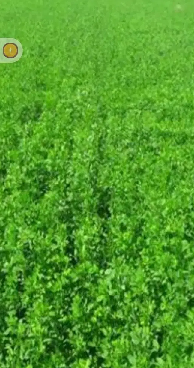 زمین زراعی یونجه درروستای تکمه عجم