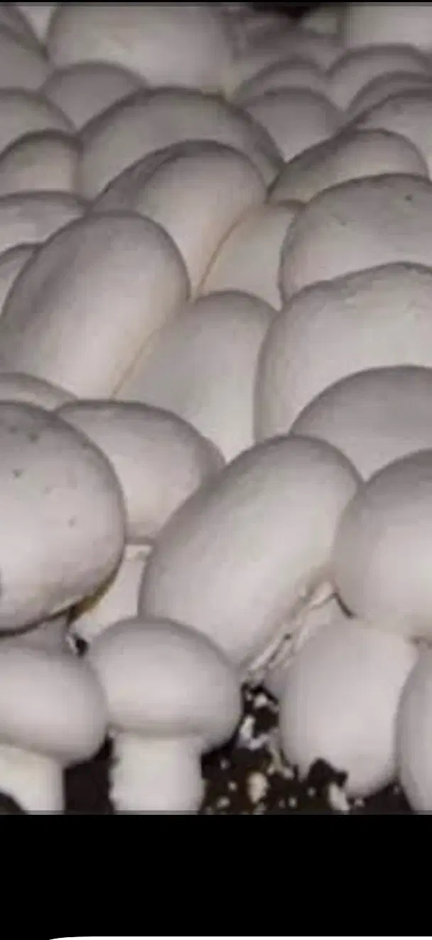 اجاره کارخانه قارچ