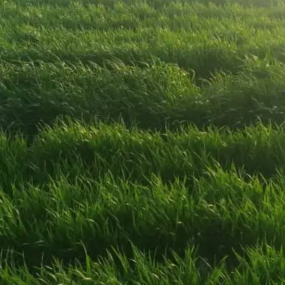 اجاره زمین کشاورزی