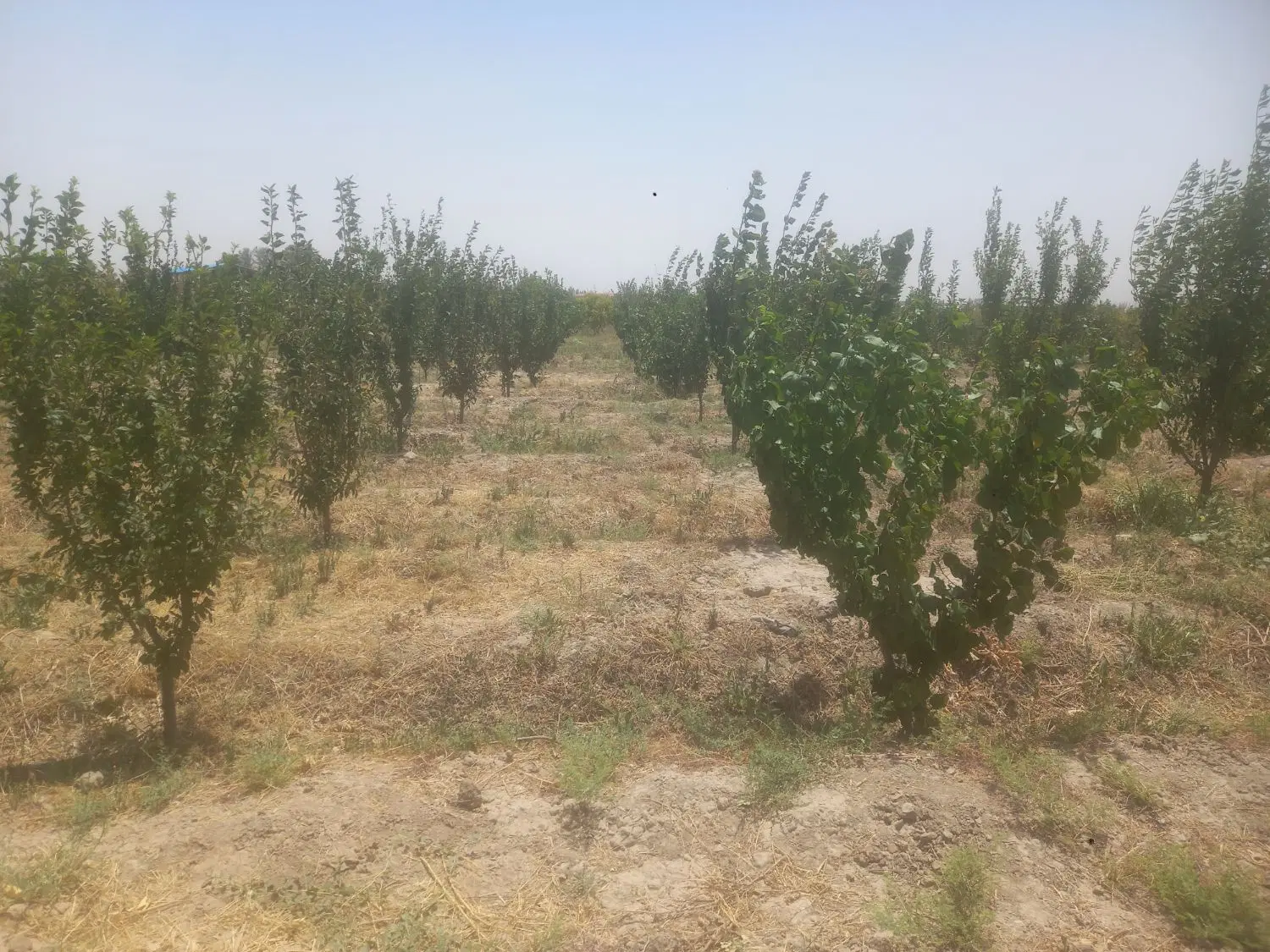 زمین باغچه