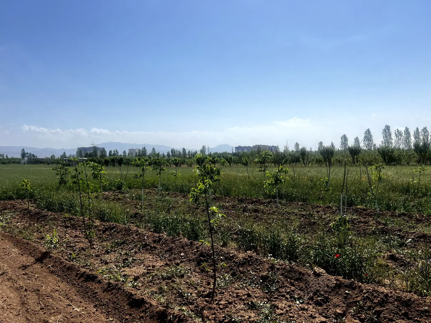 زمین کشاورزی