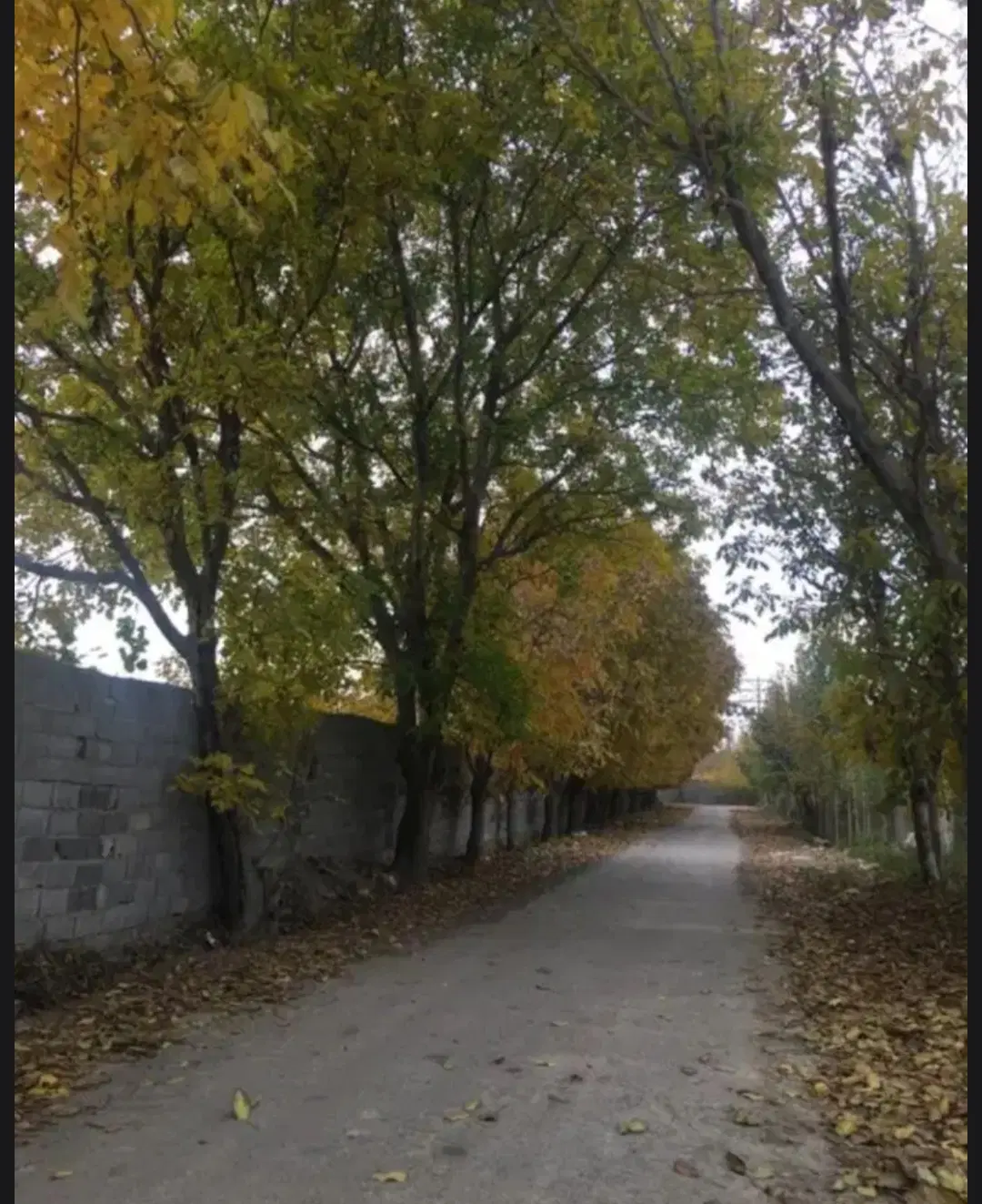 زمین سرم سازی رازی