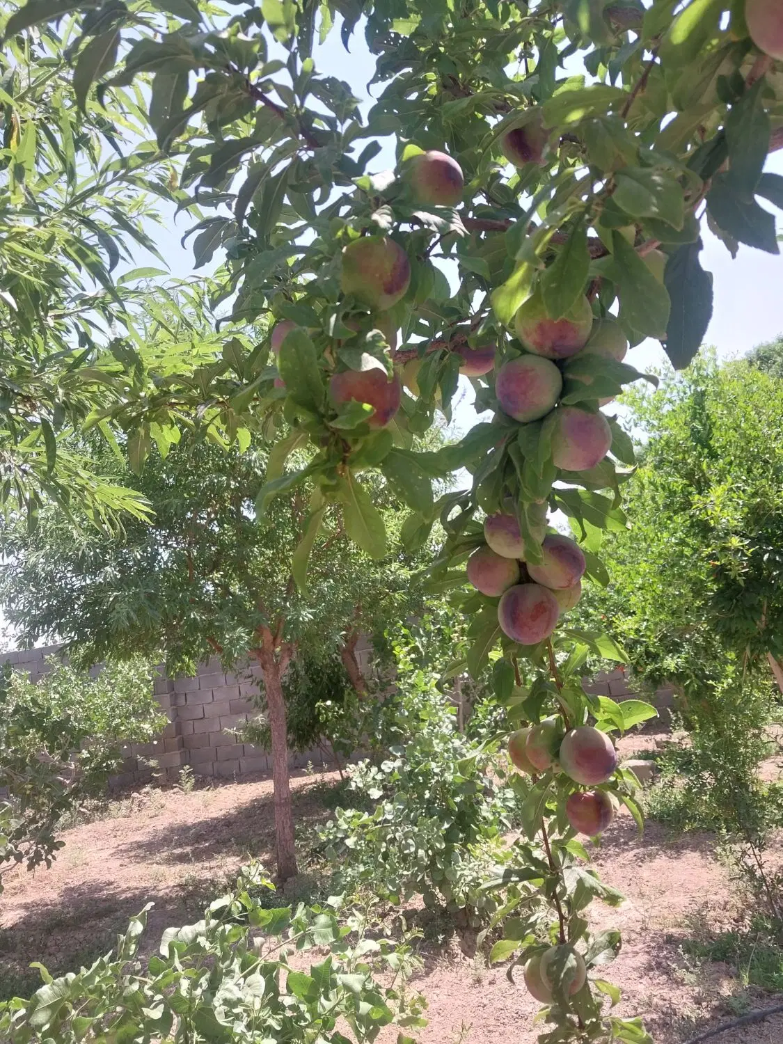 باغ هزار متری چهر دیوا ی
