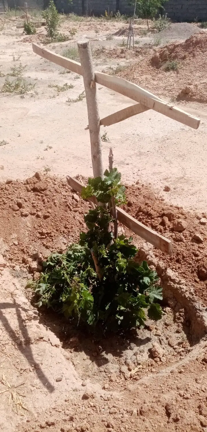 فروش باغ