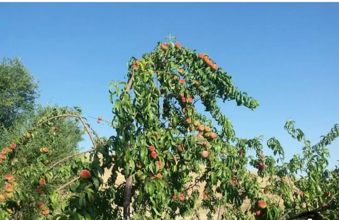 باغ در سنگستان