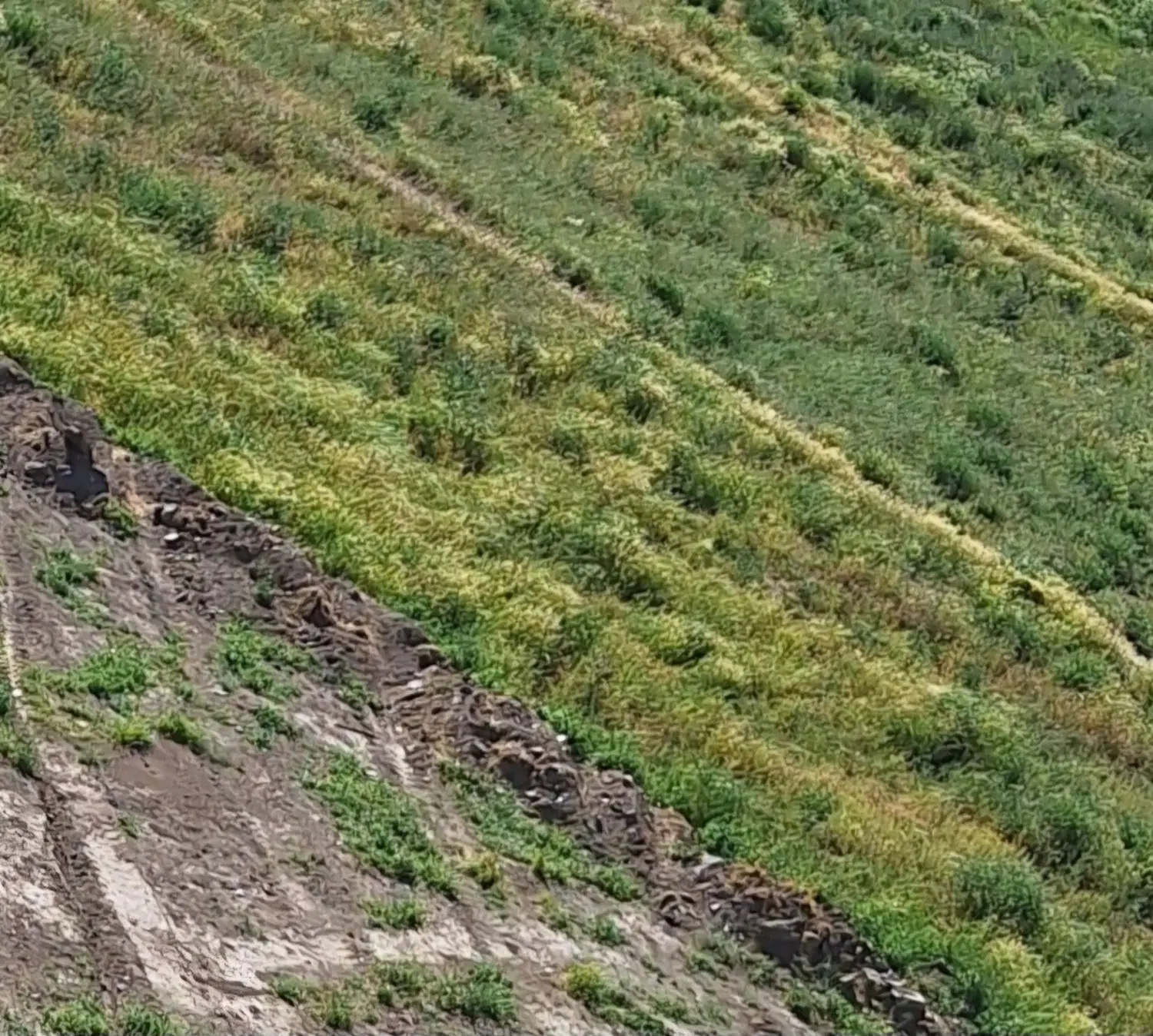 زمین مسکونی