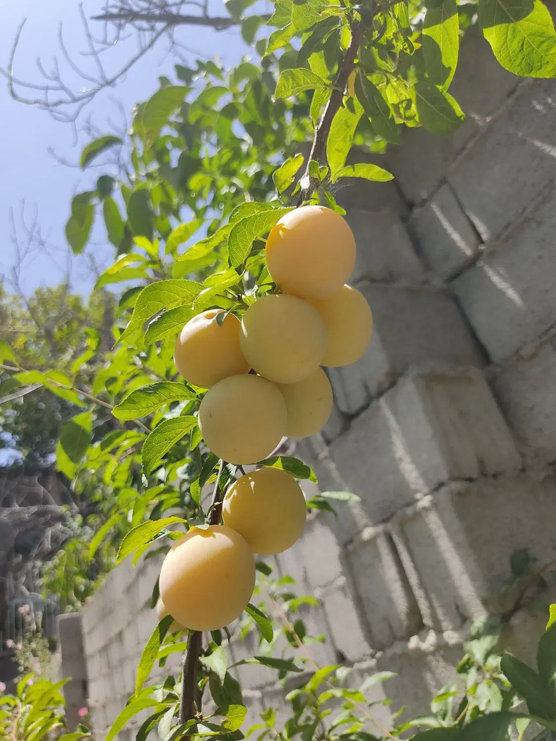 باغچه ویرانی