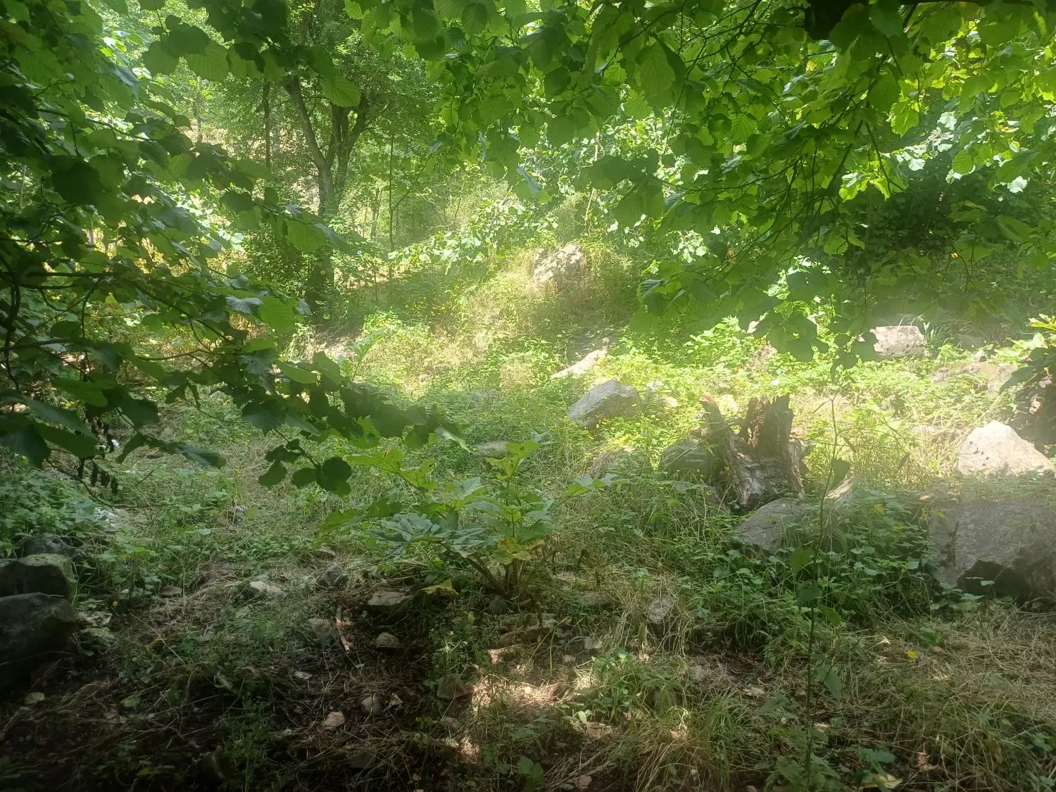 ۷۴۷ متر زمین باغی در روستای مادکوه ییلاق جواهرده