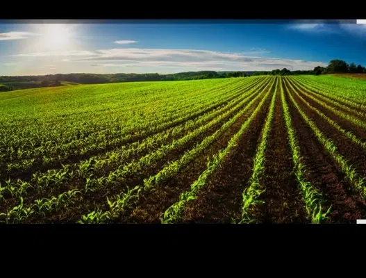 زمین کشاورزی ۱۰ هکتار