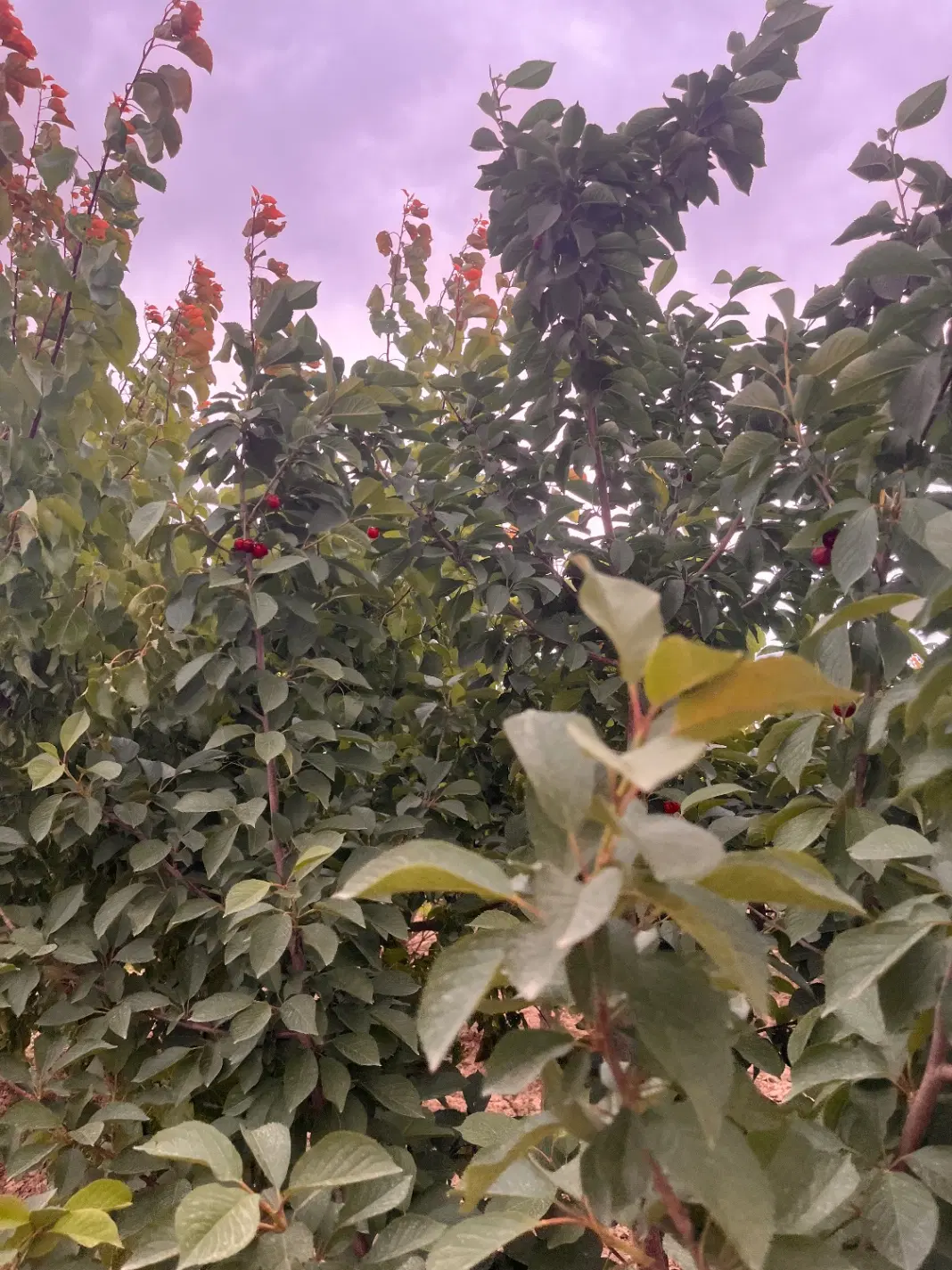 باغ ۱۵۰۰متر(دوعدد ۷۵۰متری)