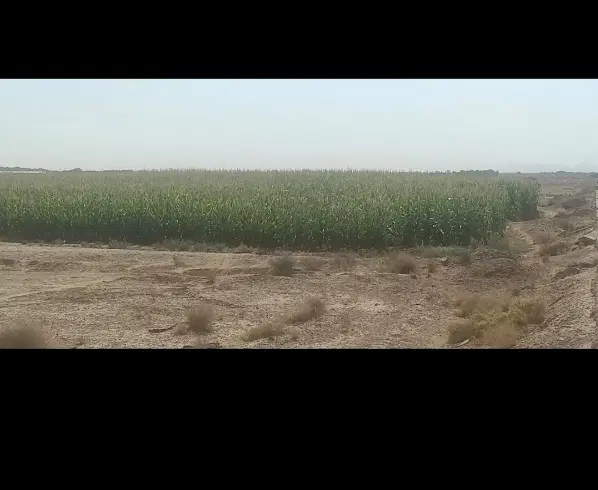 فروش زمین کشاورزی با آینده روشن مسکونی شدن