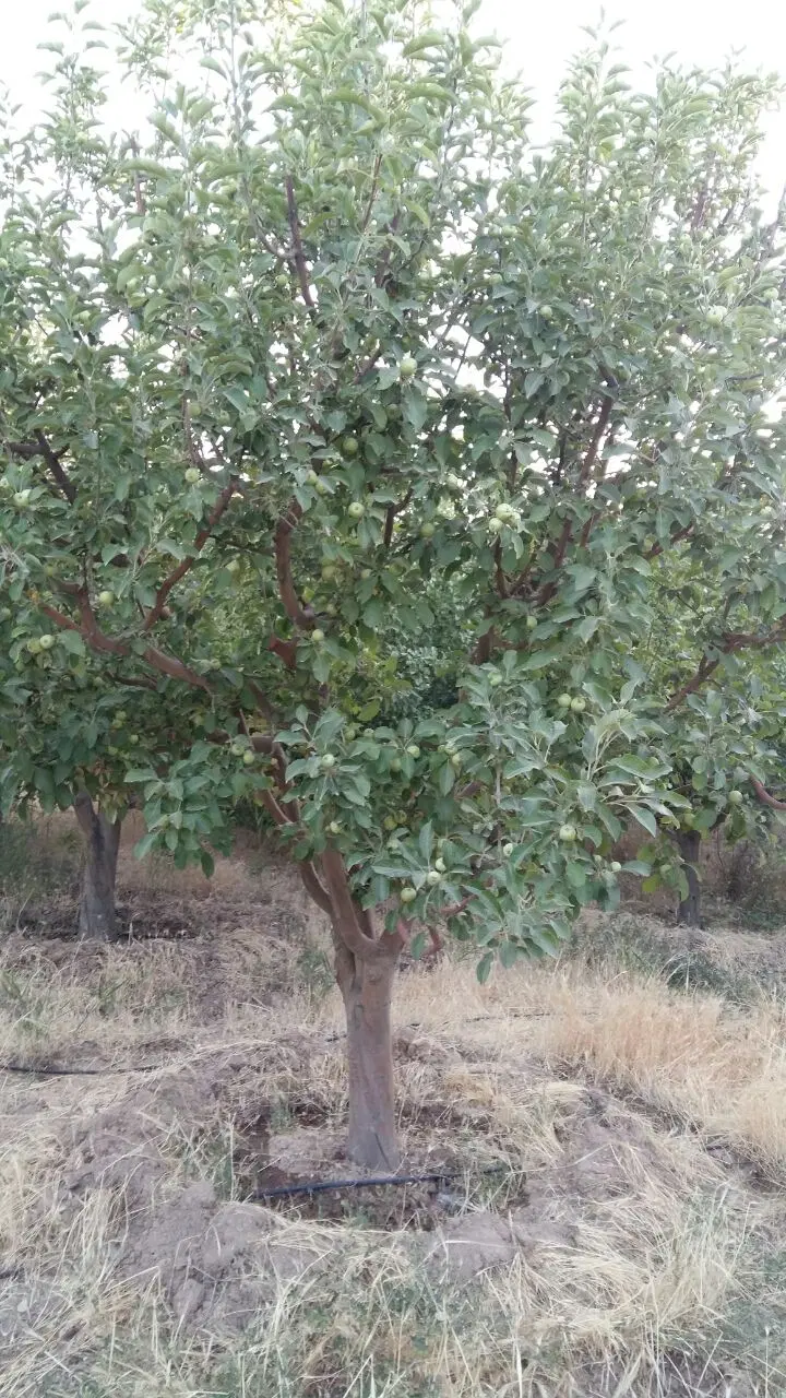 باغ فروشی