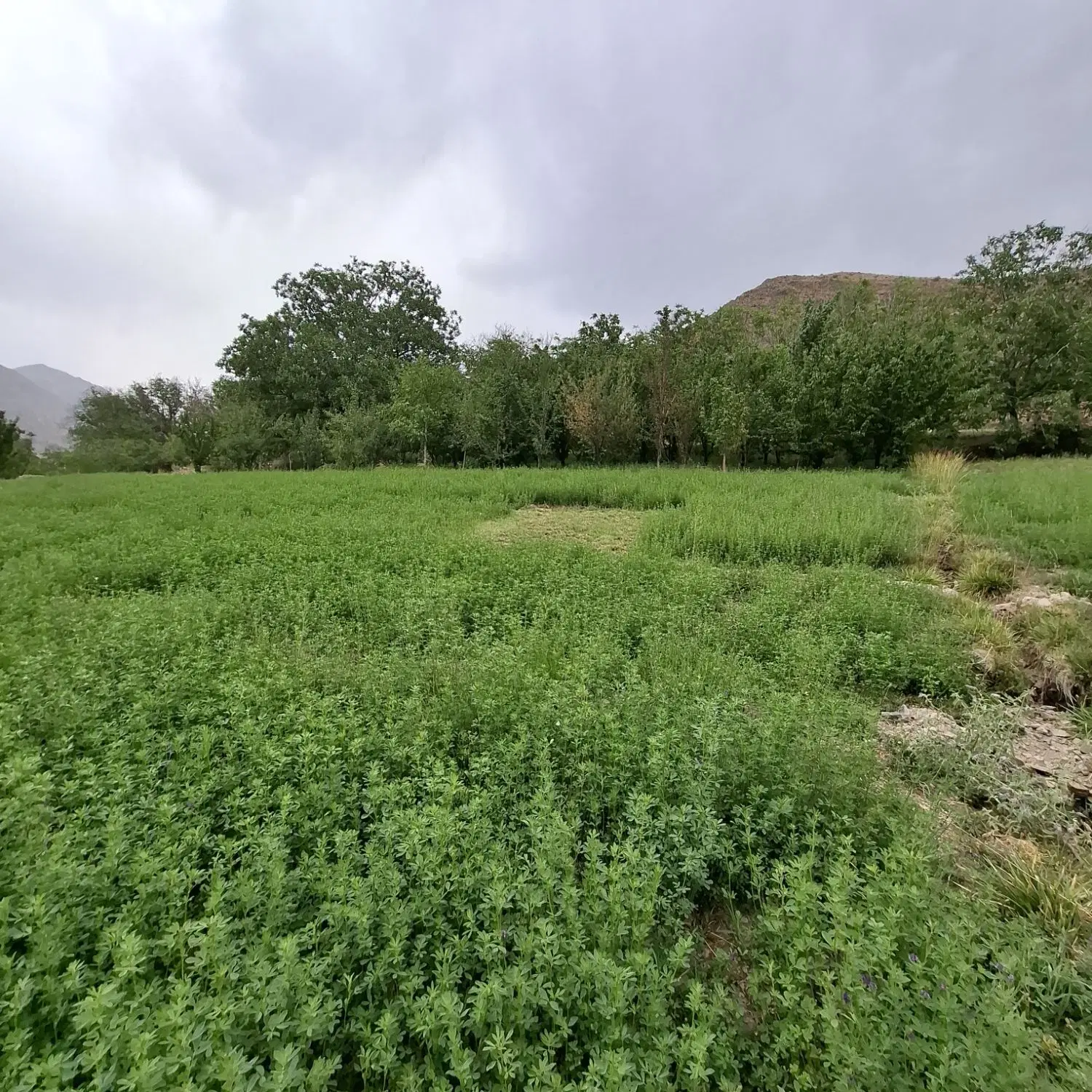زمین باغی با حصار  در روستا