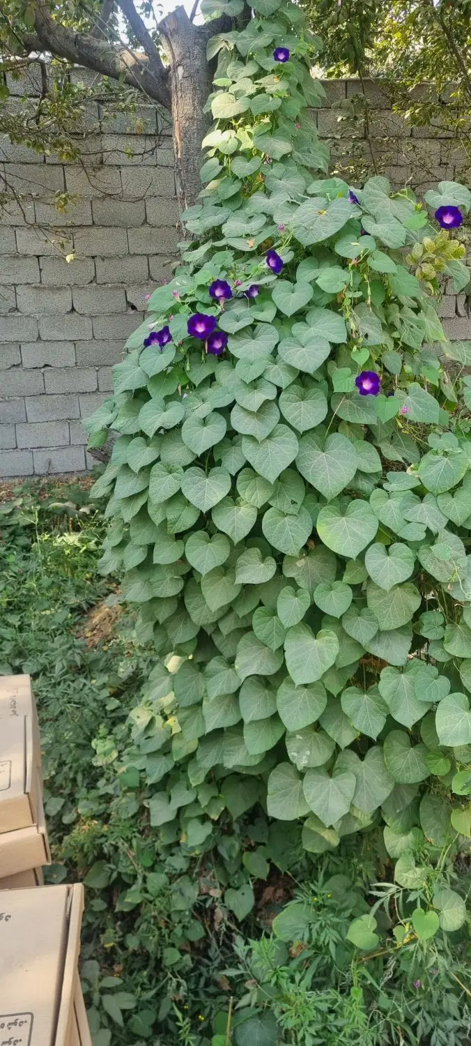 باغچه در خوشنام اکسیر