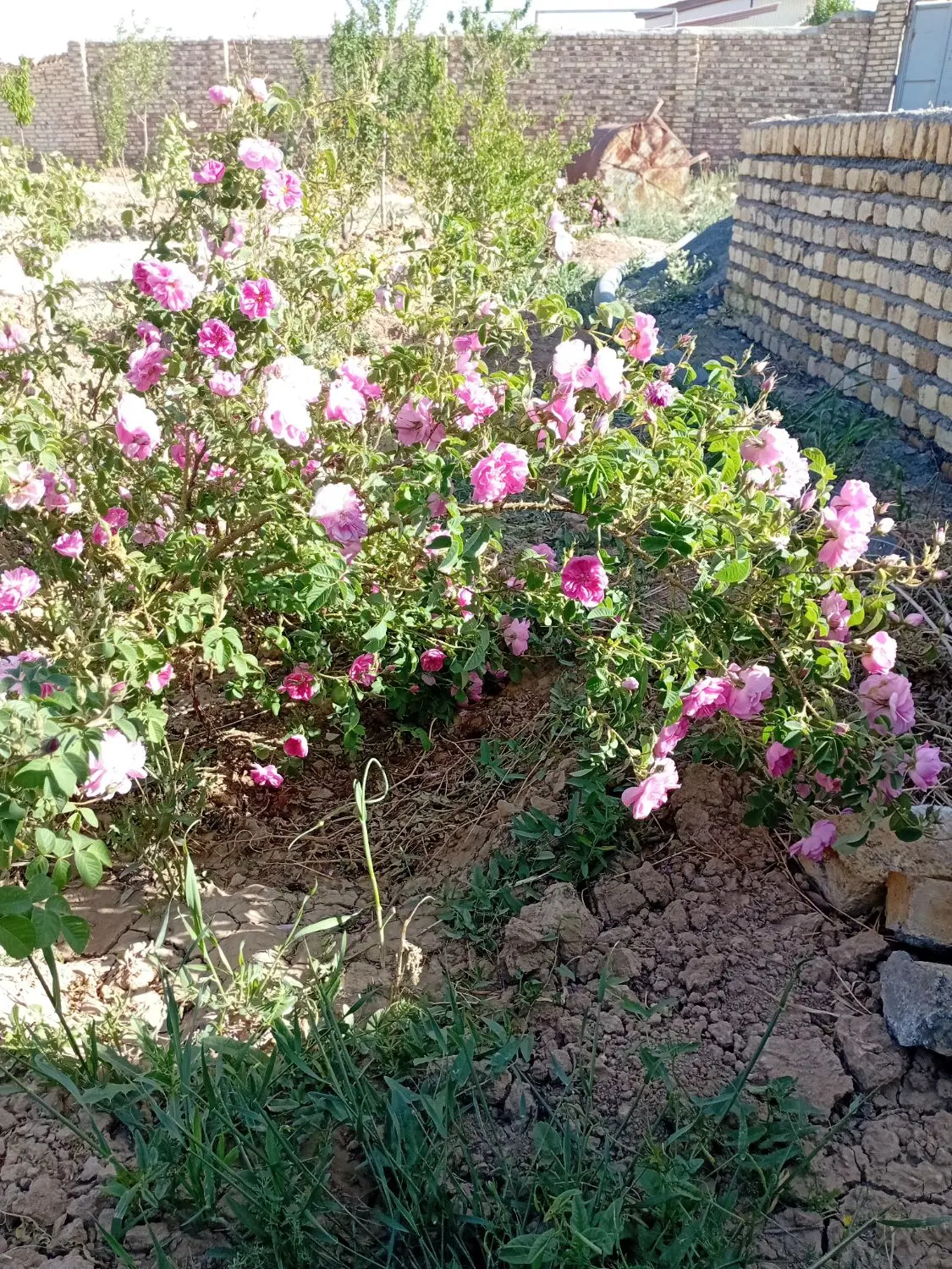 باغ جاده میقان