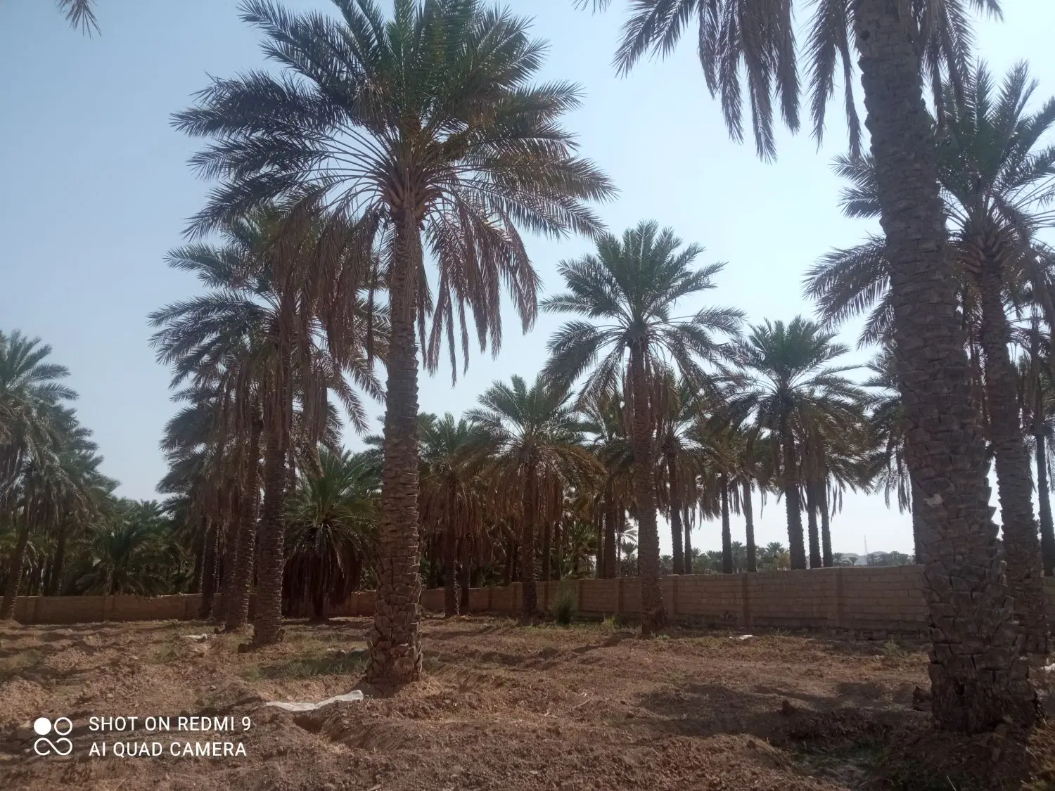 فروش باغچه باغ