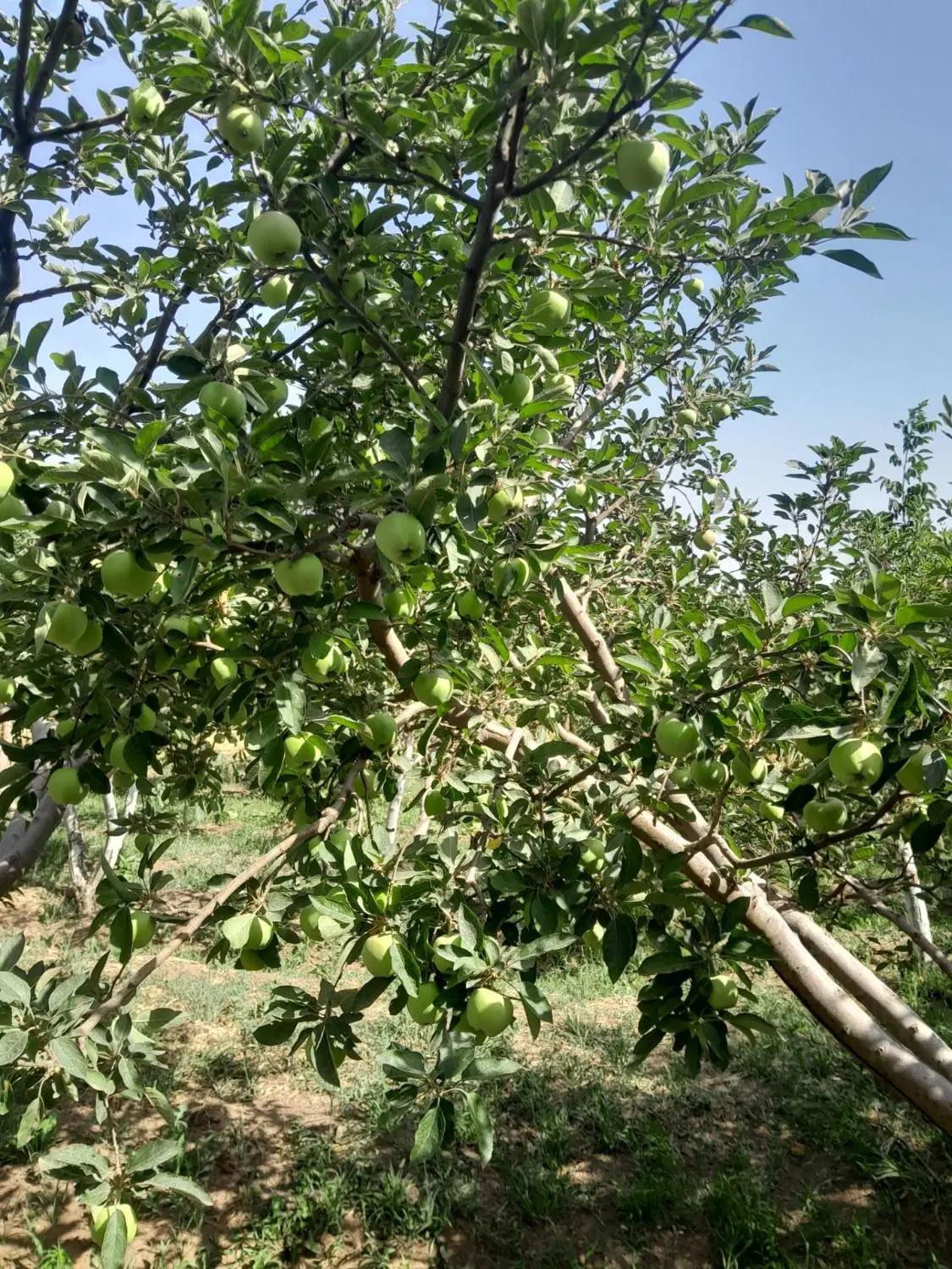 باغ باسند
