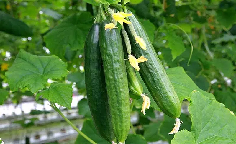 فروش استثنایی گلخانه مدرن و فعال