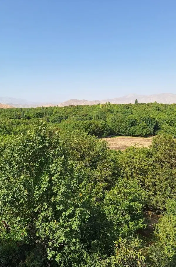 زمین ،کلاته نقی