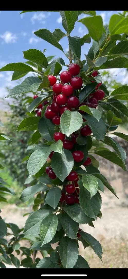 باغ گیلاس لواسان(خرید مستقیم ازمالک)