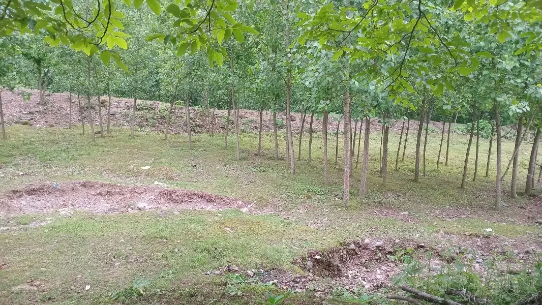 زمین فوق نصف مسکونی نصف باغات قیمت باورنکردنی