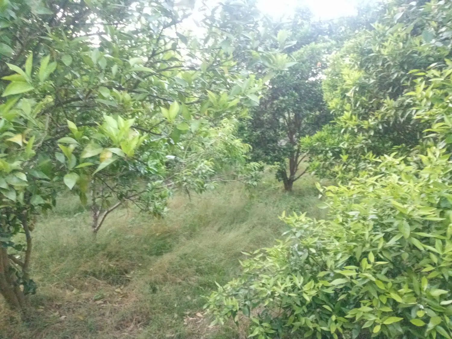 خونه ملک
