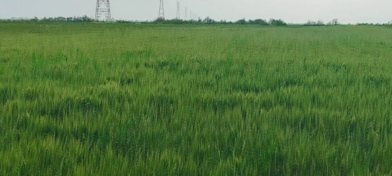 زمین کشاورزی سند ششدانگ