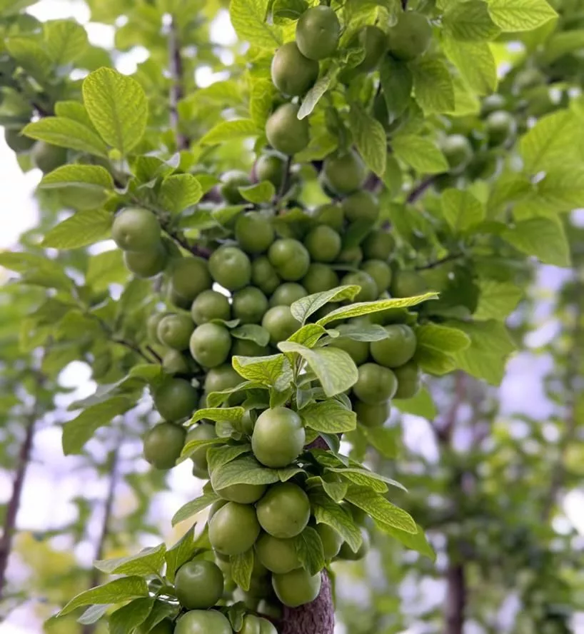 فروش باغچه خوش نقشه و چهار دیواری در رباط کریم