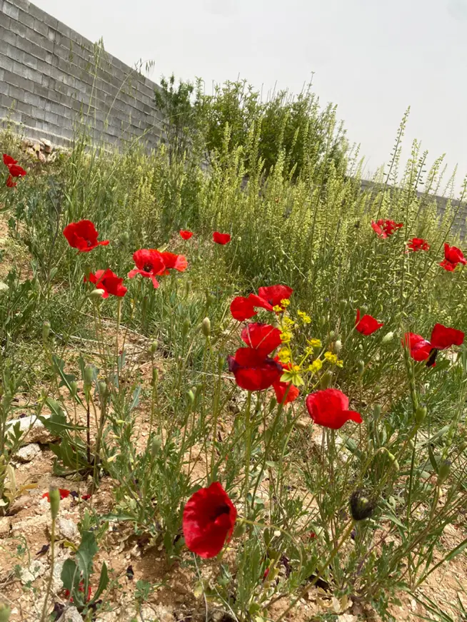 باغشهر مجتمع گلستانه با درو دیوار