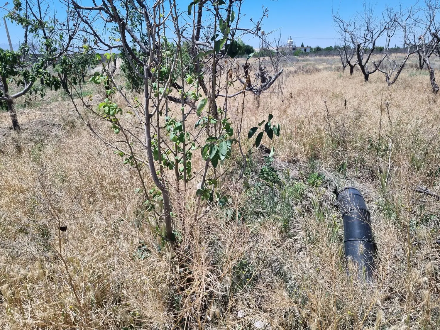 باغچه خوش قواره ۲۴۵ متری
