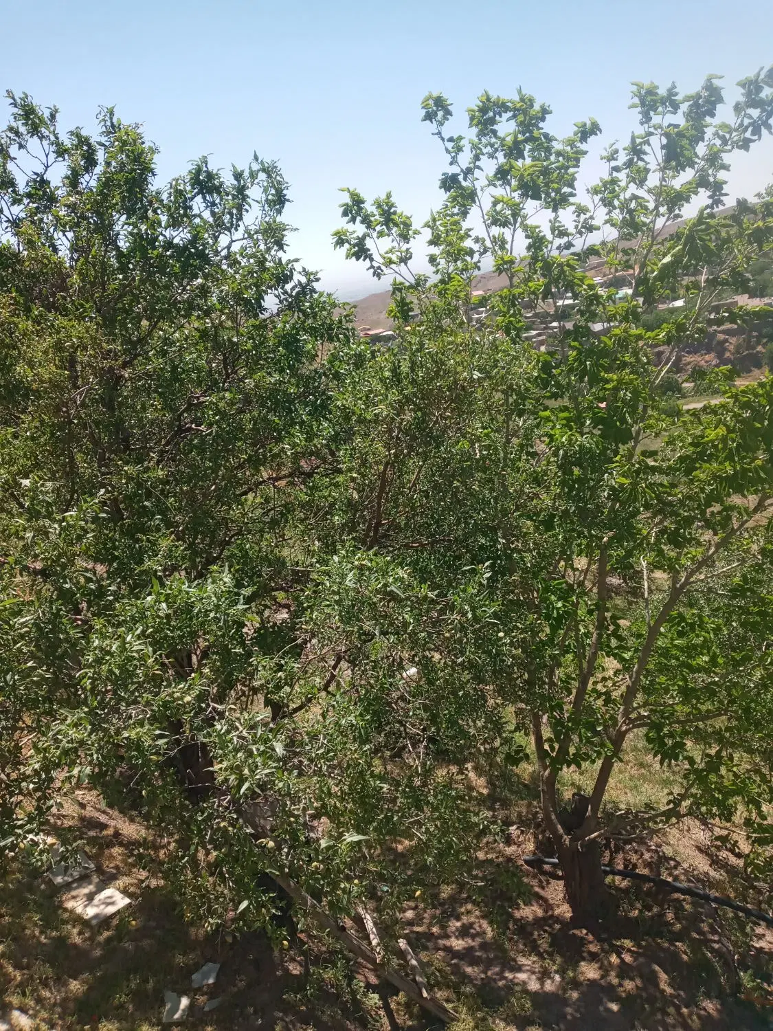 فروش یک باغ با آب شخصی