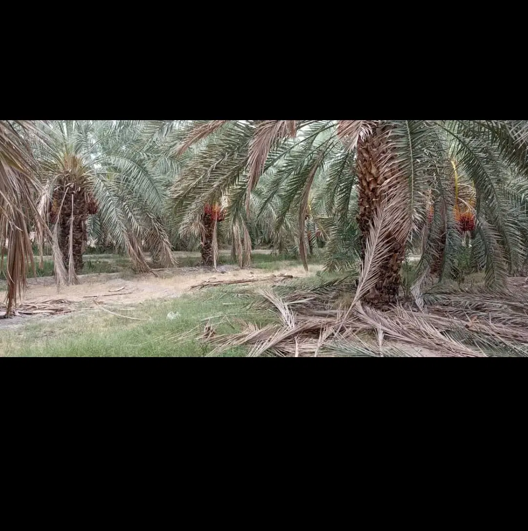 فروش زمین کشاورزی کریم اباد دوراهی سد