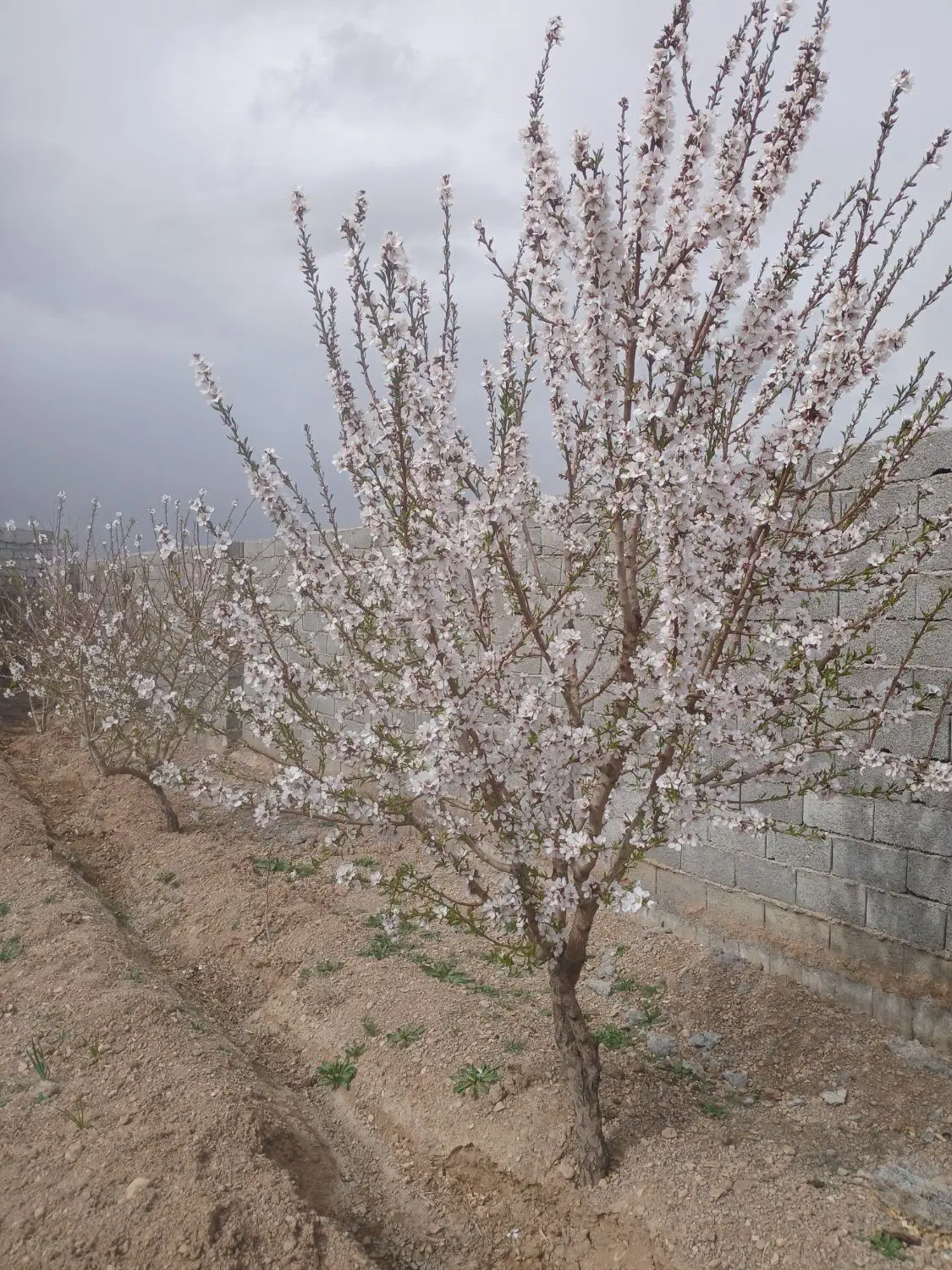 ۴۸۰مترکلنگی مرکزشهر