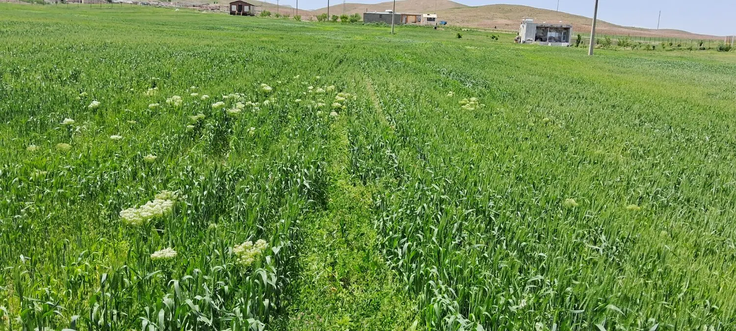 زمین باغی