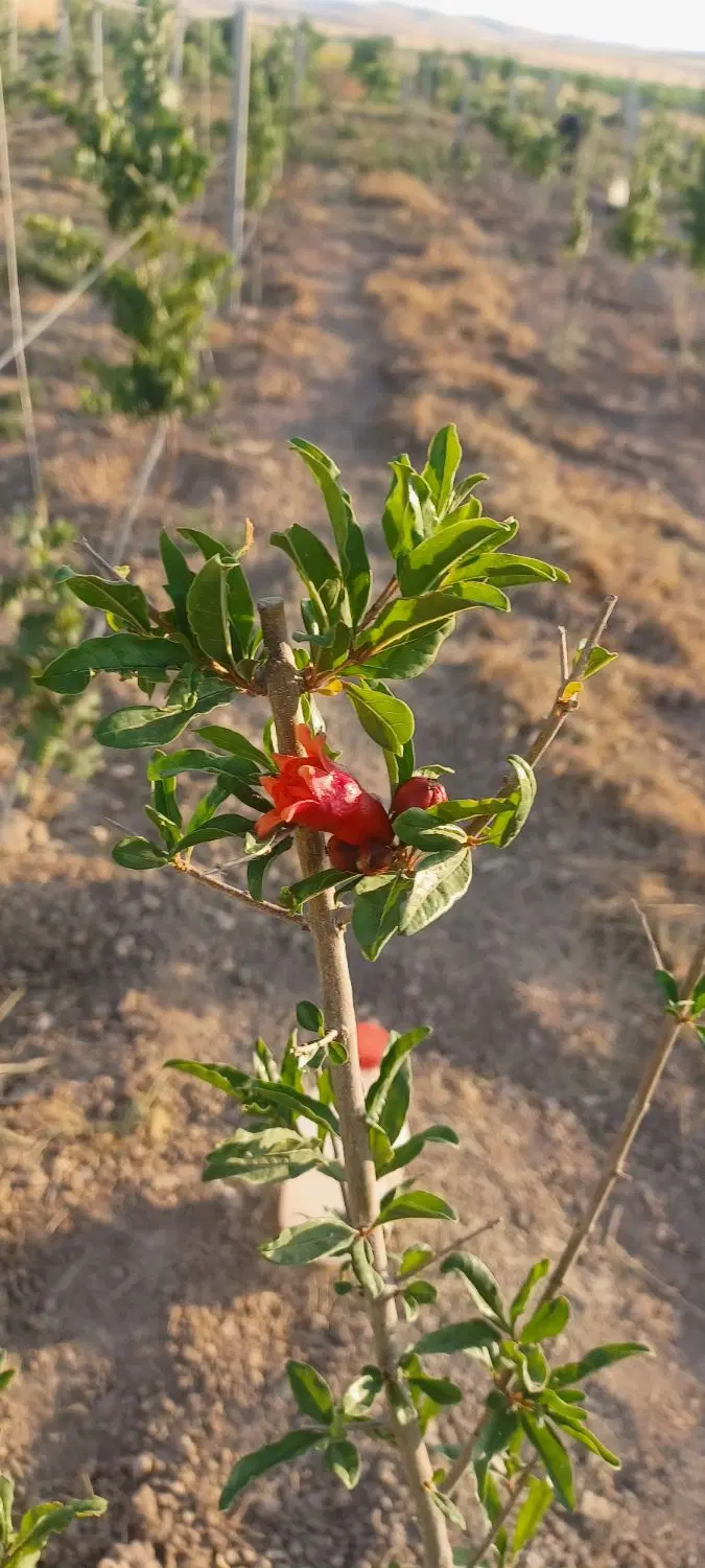 فروش باغ مثمر ۱۰۰۰ متری با درختان ۳و۴ ساله