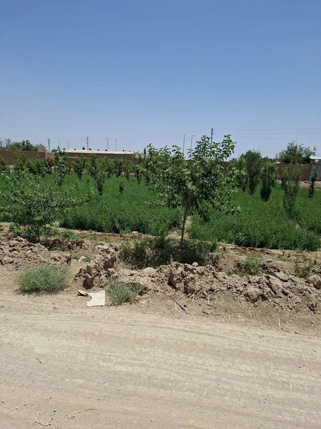 فروش زمین ۲۰۰ متری شاباد نجف اباد