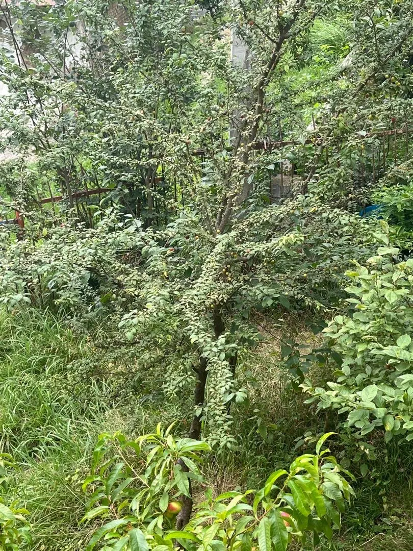 زمین باغی ۱۰۰۰ متری سند شش‌دانگ  آب چشمه و برق