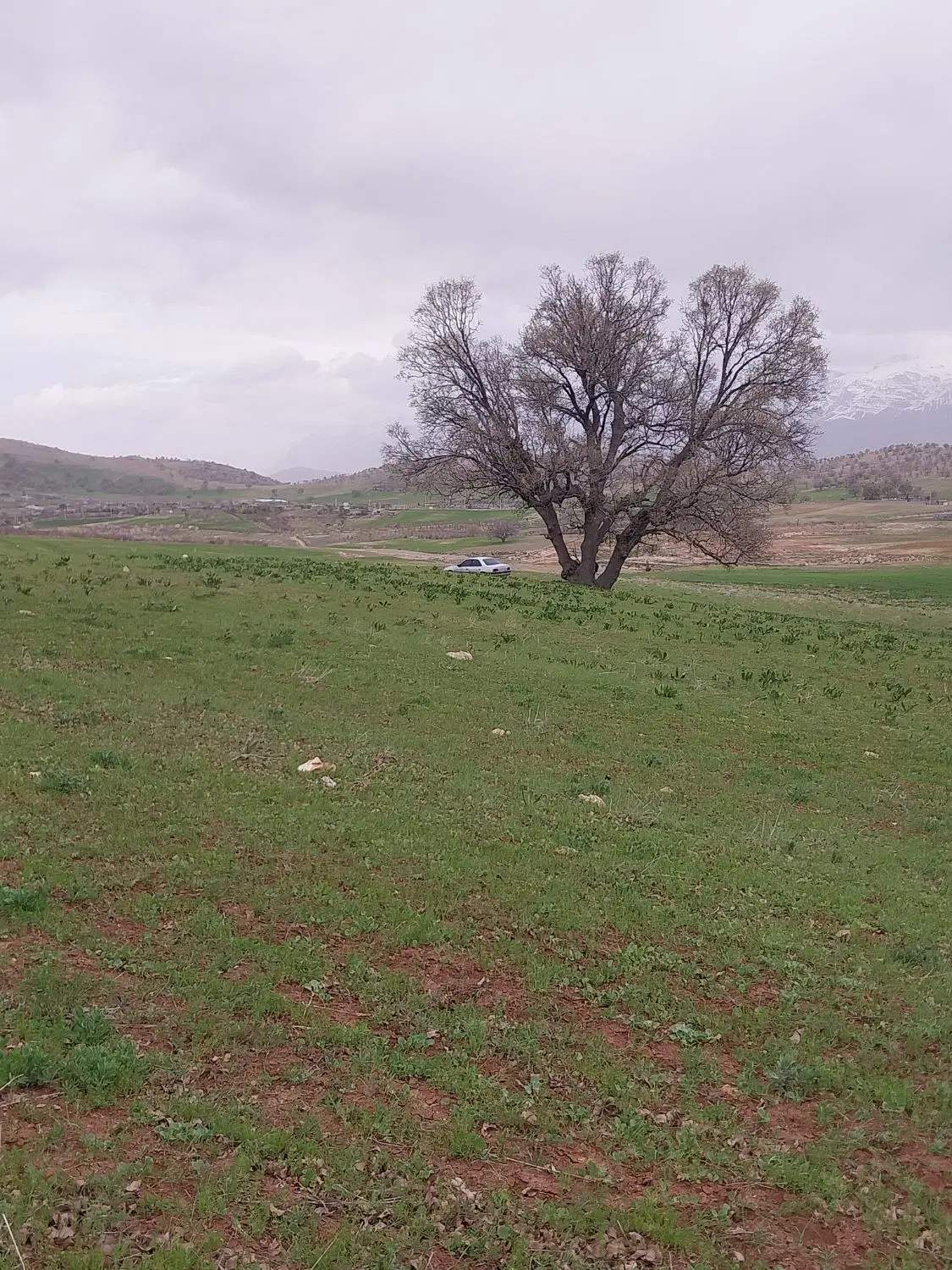 زمین برای باغ و ویلا