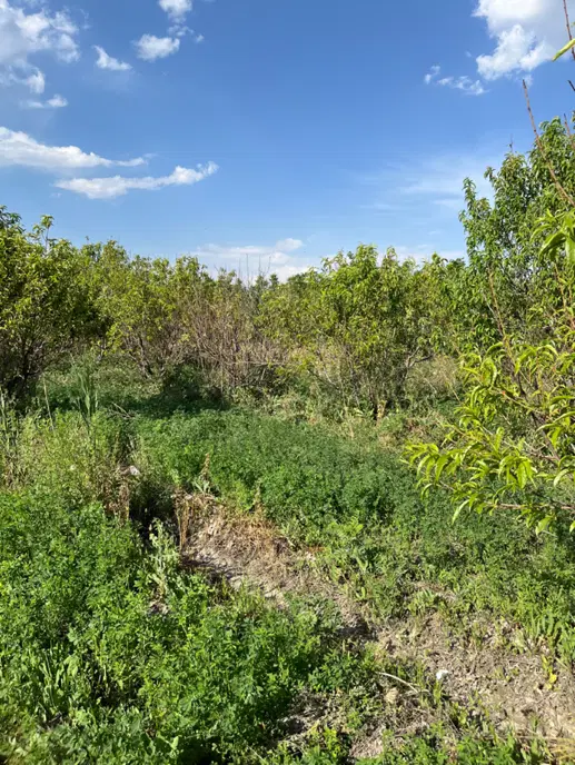 باغچه الوان بار ده ۸ساله