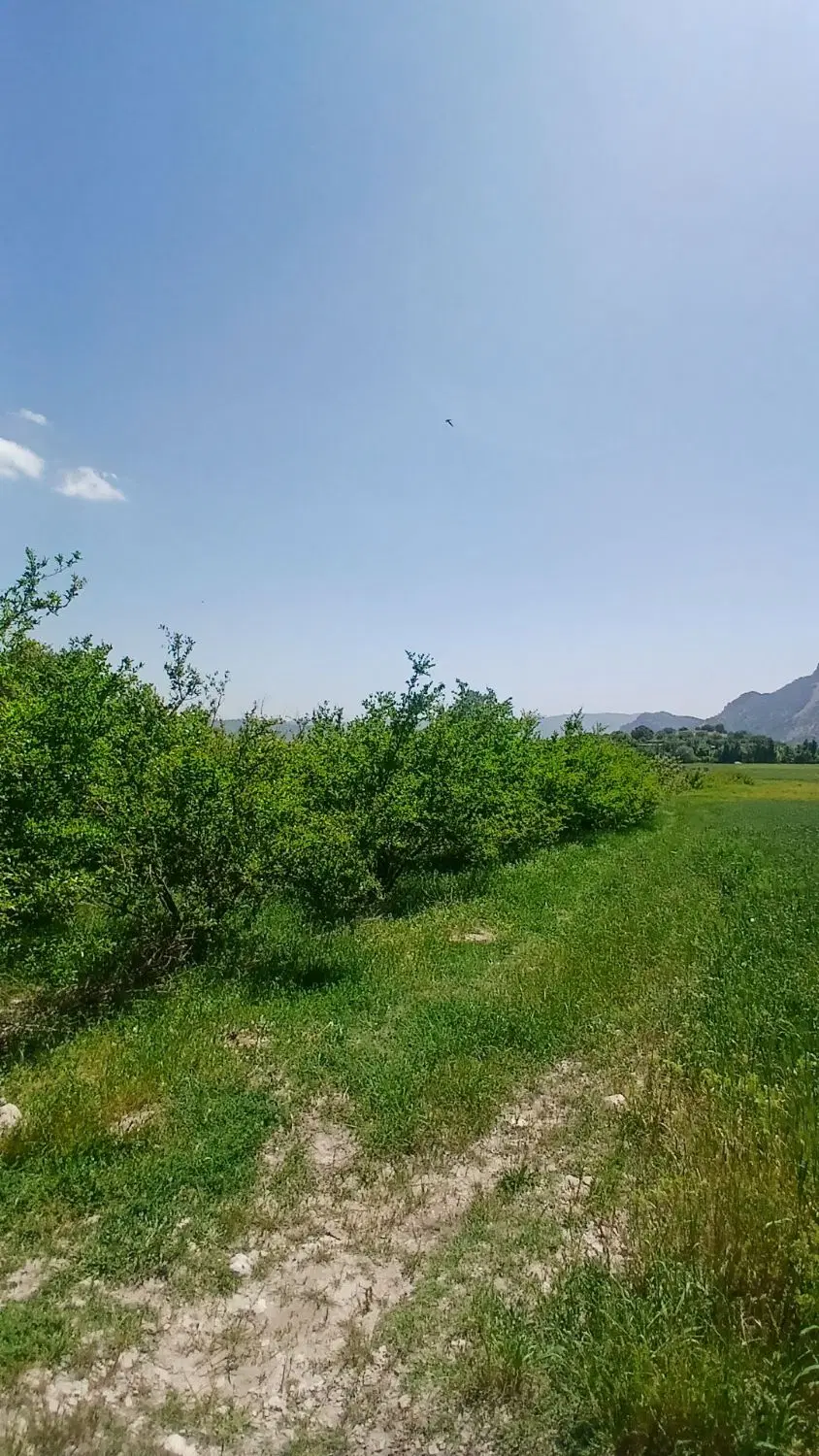 باغ نقدی یا معاوضه با خودرو