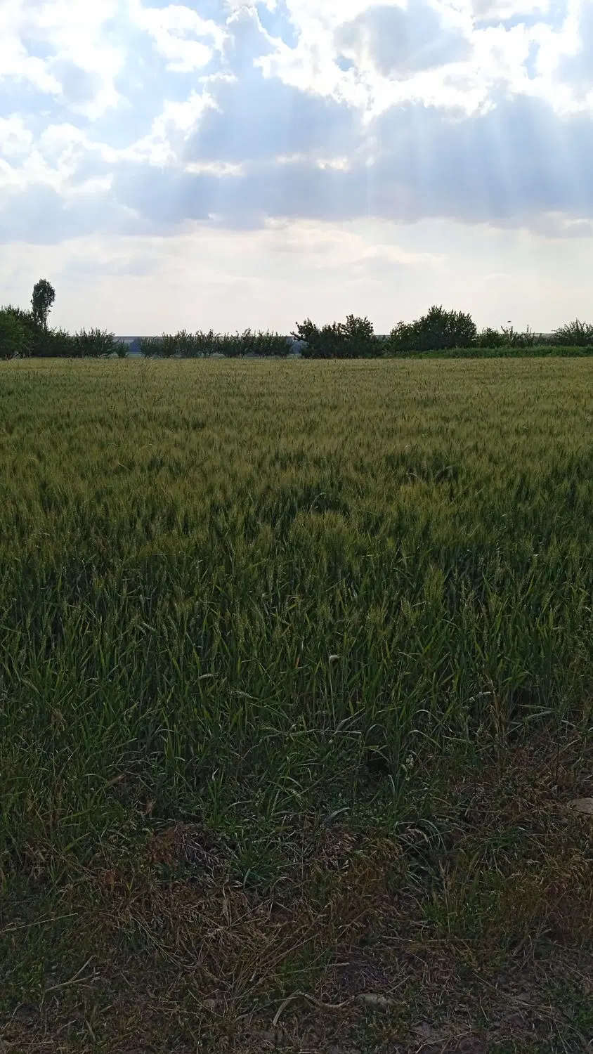 زمین زراعی وخانه باغ به متراژ ۴۵۰۰