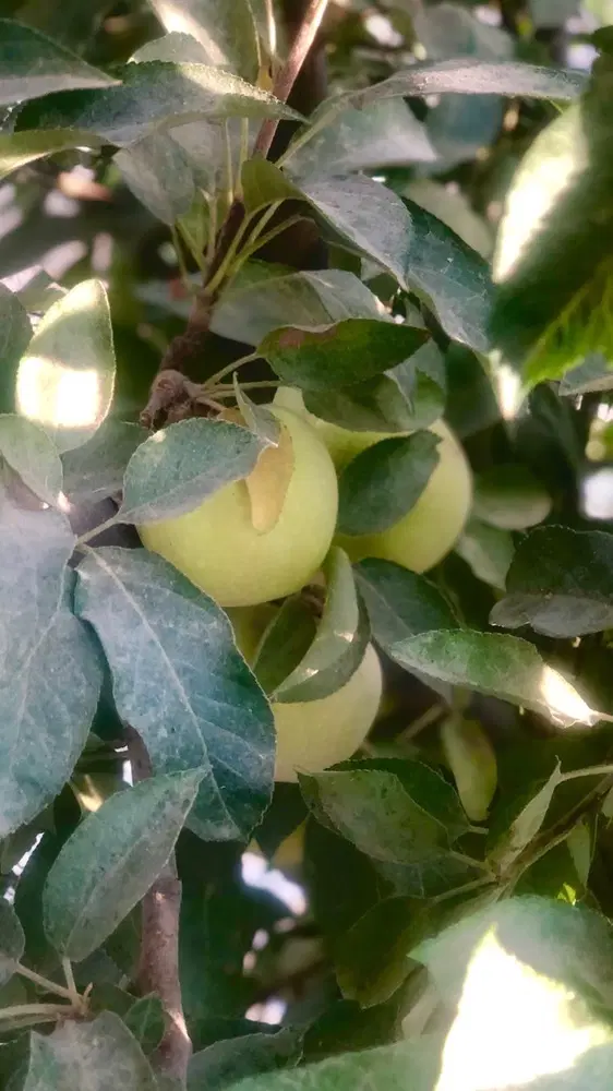 خانه ویلایی