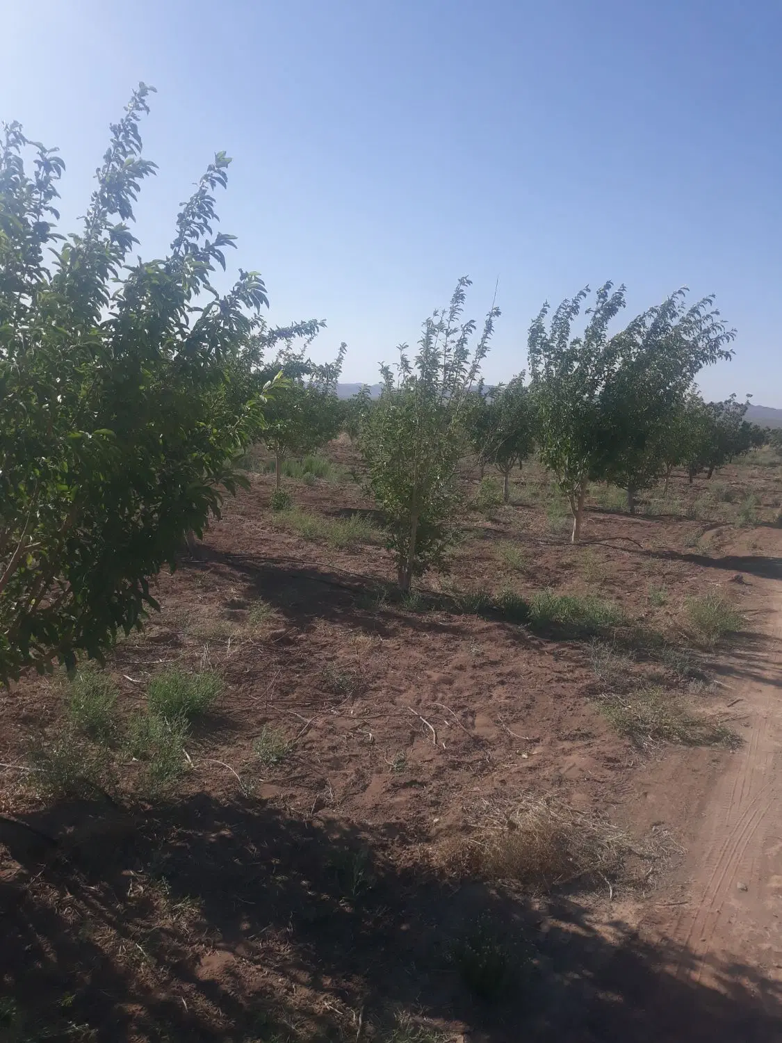 زمین و آب کشاورزی دو سهم از شرکت کشاورزی(خونه باغ)