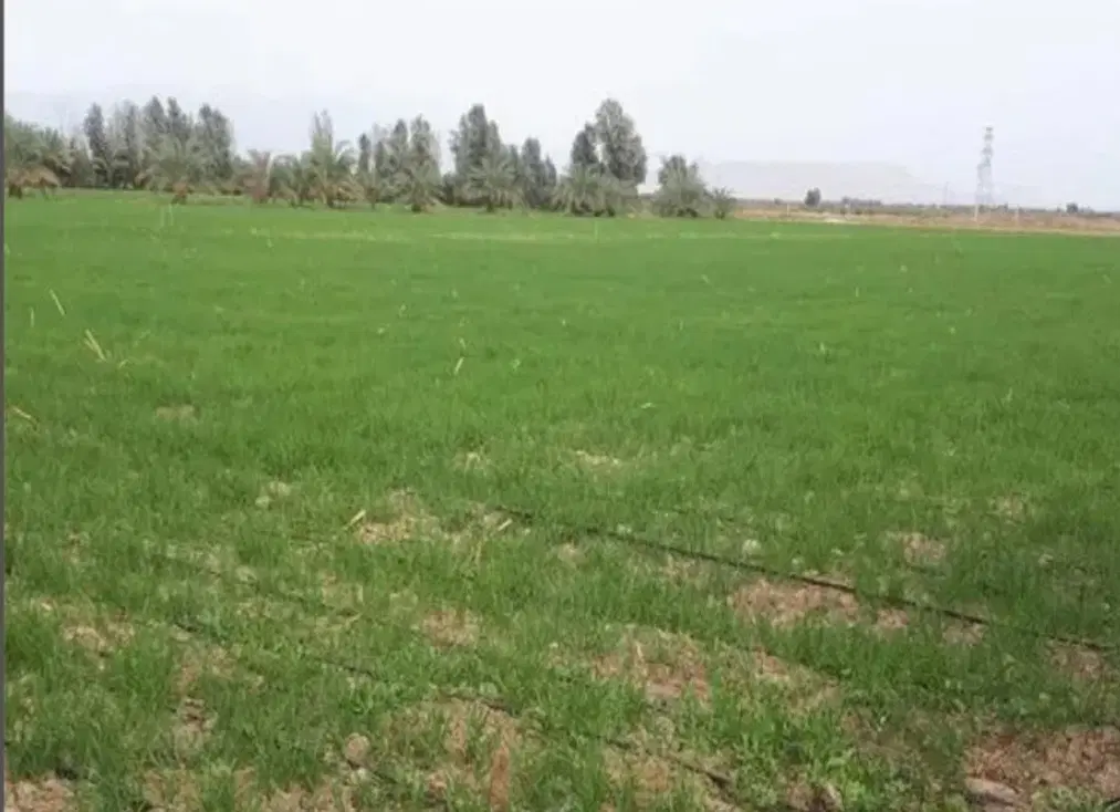زمین کشاورزی